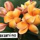 Frangipanier Paramino