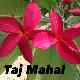 Frangipanier Taj Mahal