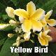 Frangipanier Yellow Bird