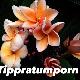 Frangipanier Tippratumporn