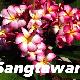 Frangipanier Sangtawan