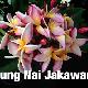 Frangipanier Nung Nai Jakawan
