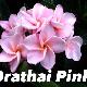 Frangipanier Orathai Pink