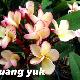 Frangipanier Puang Yuk