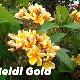 Frangipanier Heidi Gold