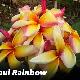 Frangipanier Maui Rainbow