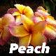 Frangipanier Peach