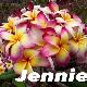 Frangipanier Jennie