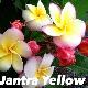 Frangipanier Jantra Yellow