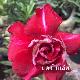 Rose du d�sert Bai Lay red