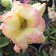 Rose du d�sert Banburi Yellow