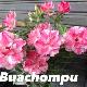 Rose du d�sert Bauchompu