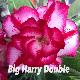 Rose du d�sert Big Harry double