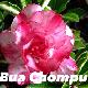 Rose du d�sert Buachompu