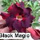 Rose du d�sert Black Magic