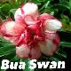 Rose du d�sert Bua Swan