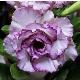 Rose du d�sert Carnation