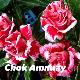 Rose du d�sert Chock Amnuay