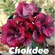 Rose du d�sert Chokdee