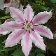Cl�matite � grandes fleurs Nelly Moser