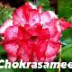 Rose du d�sert Chokrasamee