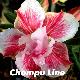 Rose du d�sert Chompu Line