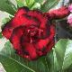 Rose du d�sert Dragon Blood