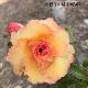 Rose du d�sert Golden Buddha