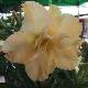 Rose du d�sert Golden Dragon