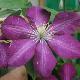 Cl�matite � grandes fleurs Niobe