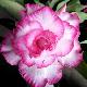 Rose du d�sert Good Luck