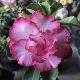 Rose du d�sert Good Luck