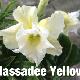 Rose du d�sert Hussadee Yelow