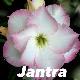 Rose du d�sert Jantra