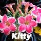 Rose du d�sert Kitty