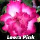 Rose du d�sert Leera Pink