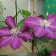 Cl�matite � grandes fleurs Niobe