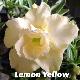 Rose du d�sert Lemon Yellow