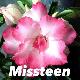 Rose du d�sert Missteen