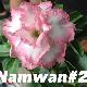 Rose du d�sert Namwan