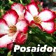 Rose du d�sert Posaidon