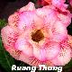 Rose du d�sert Ruong Thong