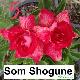 Rose du d�sert Som Shogune