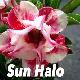 Rose du d�sert Sun Hallo