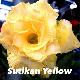 Rose du d�sert Sutikarn Yellow