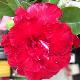 Rose du d�sert Triple Red