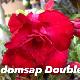 Rose du d�sert Udomsap double