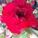 Rose du d�sert Vietnam Red