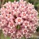 Hoya acuta pink