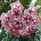 Hoya archboldiana rose